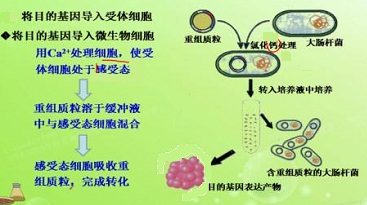 感受態(tài)細胞轉(zhuǎn)化圖